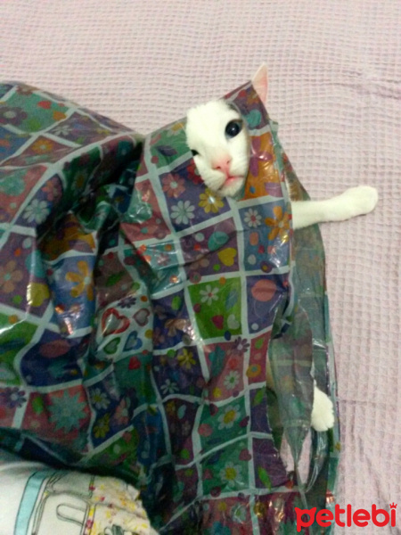 Ankara Kedisi, Kedi  MİA fotoğrafı