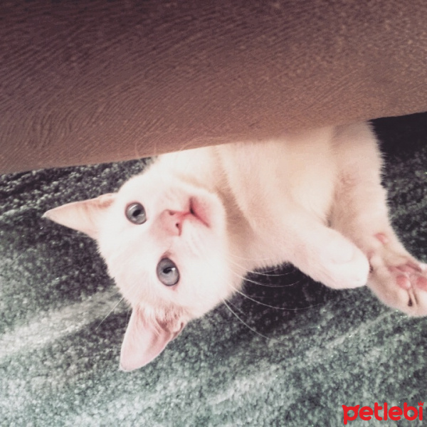 Ankara Kedisi, Kedi  MİA fotoğrafı