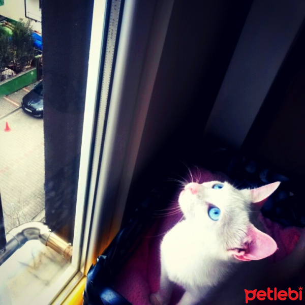 Ankara Kedisi, Kedi  MİA fotoğrafı
