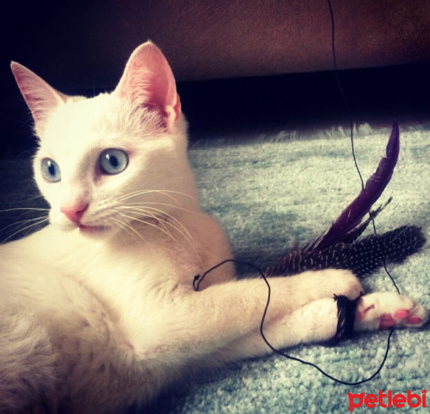 Ankara Kedisi, Kedi  MİA fotoğrafı
