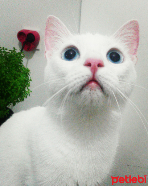 Ankara Kedisi, Kedi  MİA fotoğrafı