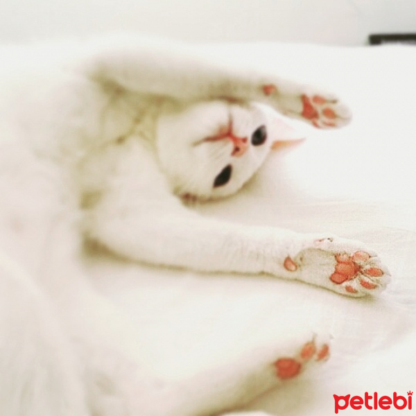 Ankara Kedisi, Kedi  MİA fotoğrafı