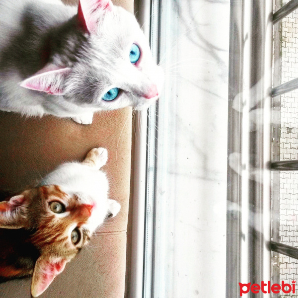 Ankara Kedisi, Kedi  MİA fotoğrafı
