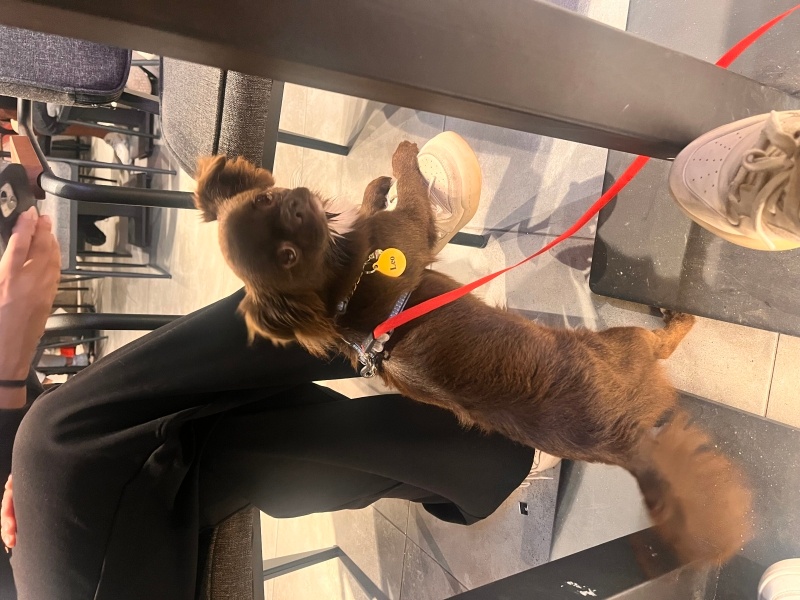Chihuahua, Köpek  Leo fotoğrafı