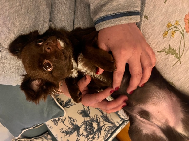 Chihuahua, Köpek  Leo fotoğrafı