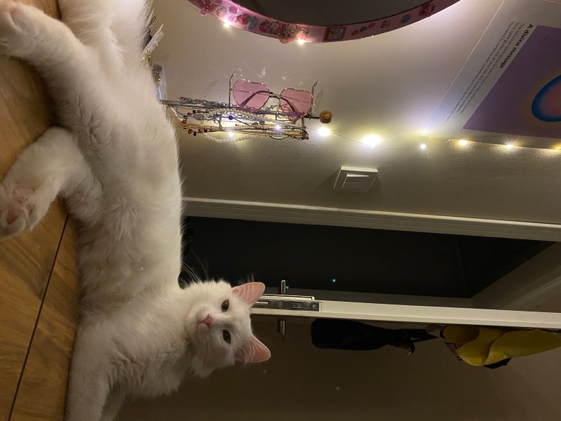 Ankara Kedisi, Kedi  Maya fotoğrafı