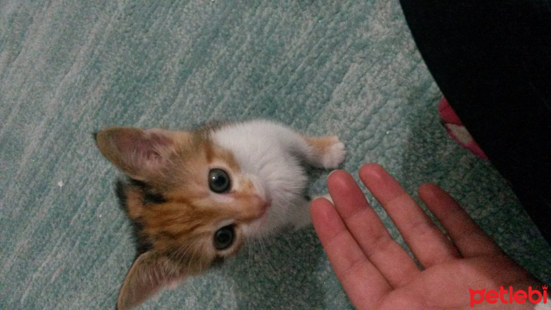Tekir Kedi, Kedi  LUNA fotoğrafı