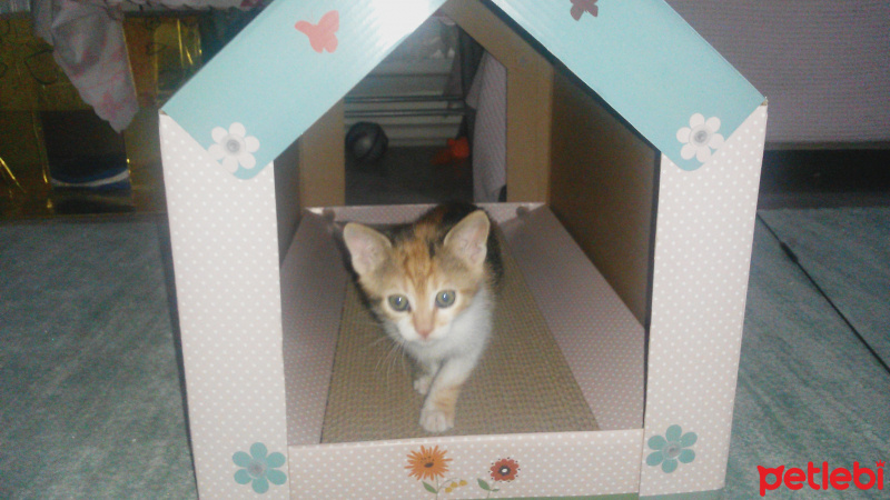 Tekir Kedi, Kedi  LUNA fotoğrafı