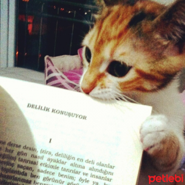 Tekir Kedi, Kedi  LUNA fotoğrafı