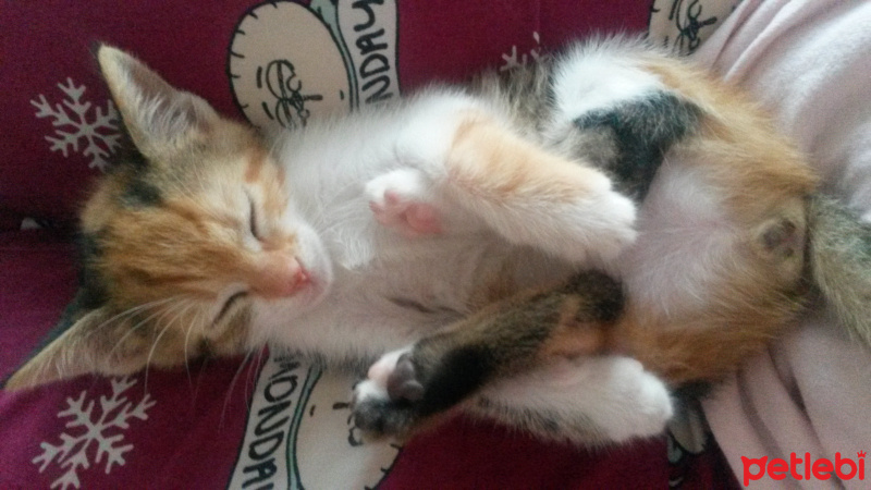 Tekir Kedi, Kedi  LUNA fotoğrafı
