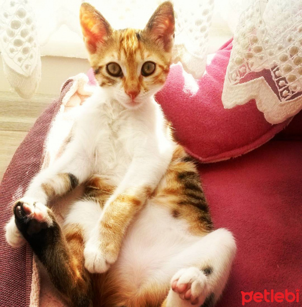 Tekir Kedi, Kedi  LUNA fotoğrafı