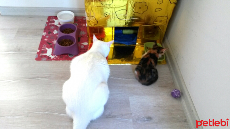 Tekir Kedi, Kedi  LUNA fotoğrafı