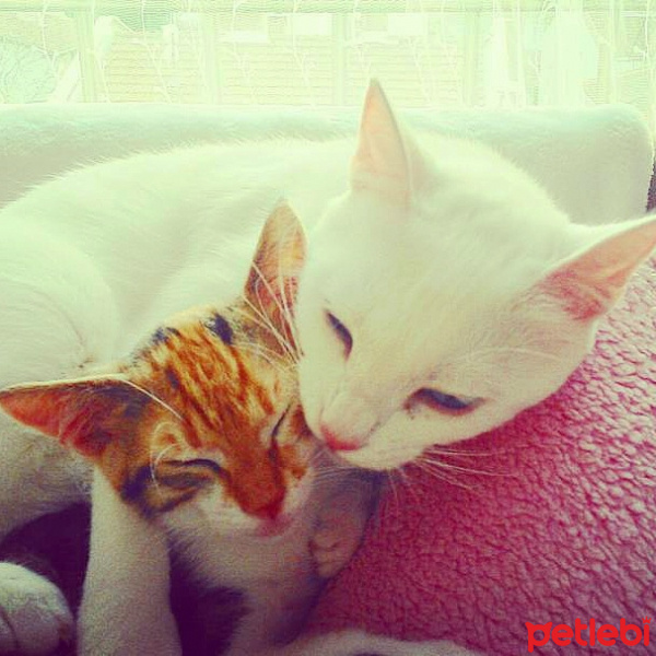 Tekir Kedi, Kedi  LUNA fotoğrafı