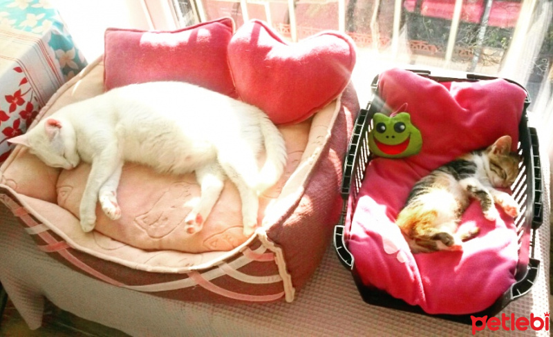 Tekir Kedi, Kedi  LUNA fotoğrafı