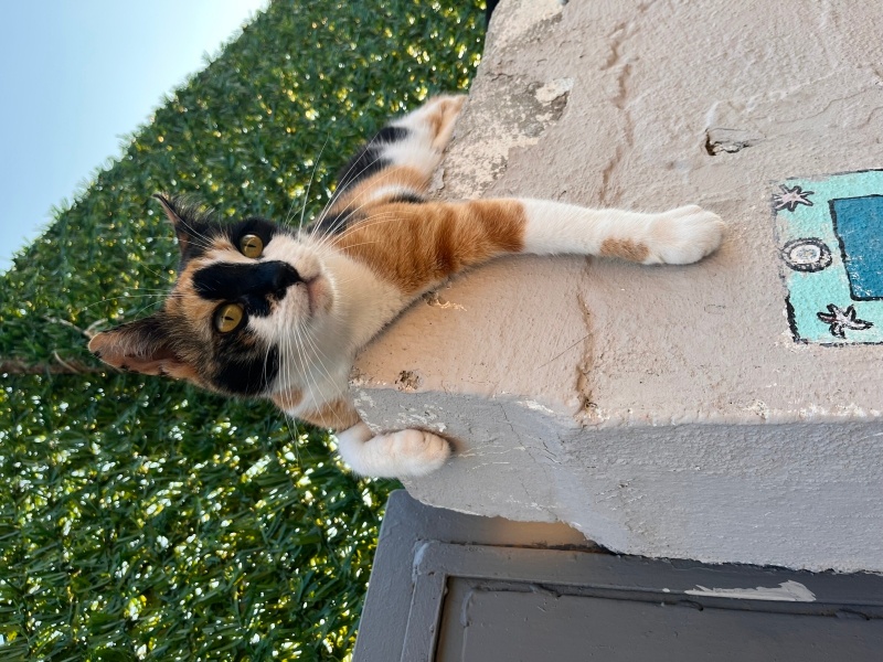 Tekir Kedi, Kedi  Lokumsu fotoğrafı