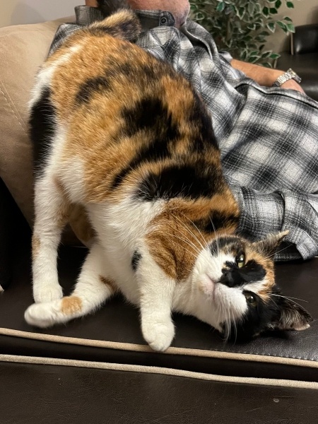 Tekir Kedi, Kedi  Lokumsu fotoğrafı