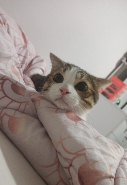 Scottish Fold, Kedi  Minoş fotoğrafı