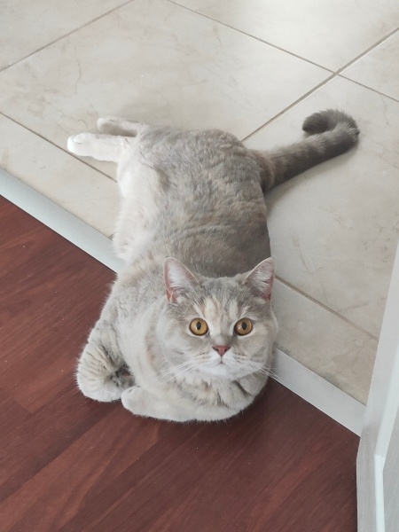 British Shorthair, Kedi  Hera fotoğrafı