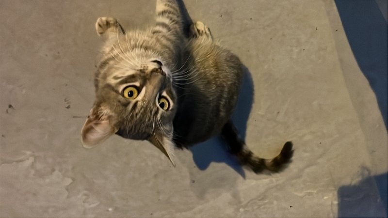 Tekir Kedi, Kedi  Pekmez fotoğrafı