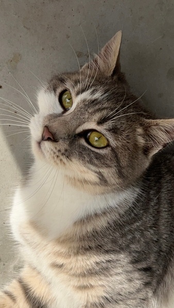 Tekir Kedi, Kedi  Kestane fotoğrafı