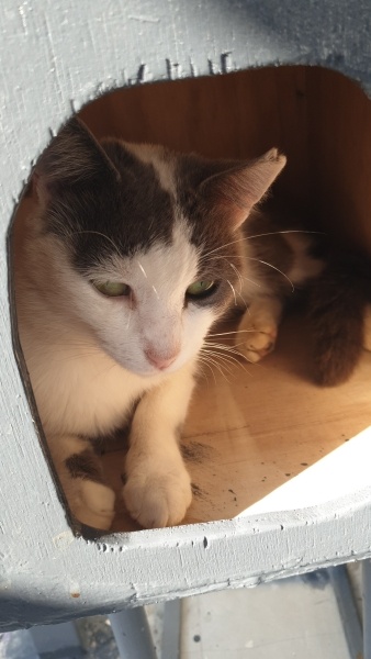 Tekir Kedi, Kedi  Lotus fotoğrafı