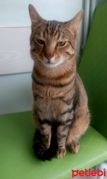 Tekir Kedi, Kedi  Pati fotoğrafı