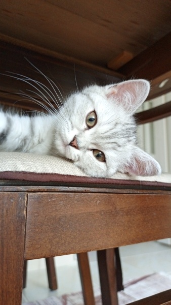 British Shorthair, Kedi  Kedosu fotoğrafı