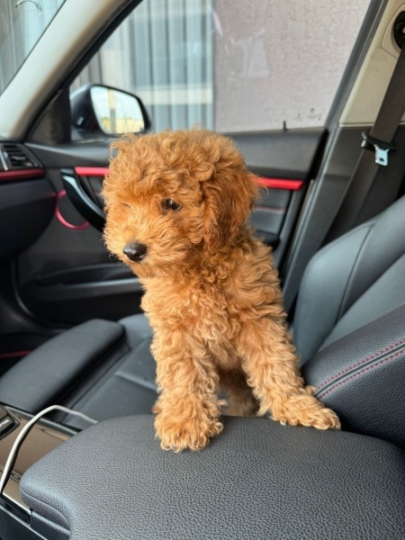 Poodle (Minyatür Kaniş), Köpek  Fifi fotoğrafı
