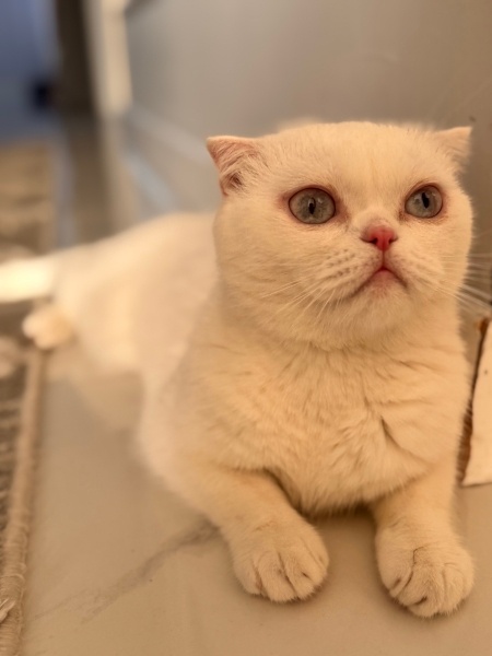 Scottish Fold, Kedi  Lagertha fotoğrafı