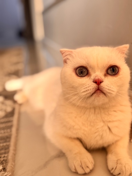 Scottish Fold, Kedi  Lagertha fotoğrafı