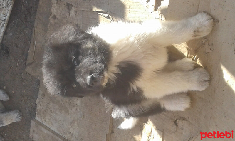 Sokö (Sokak Köpeği), Köpek  Alabaş fotoğrafı