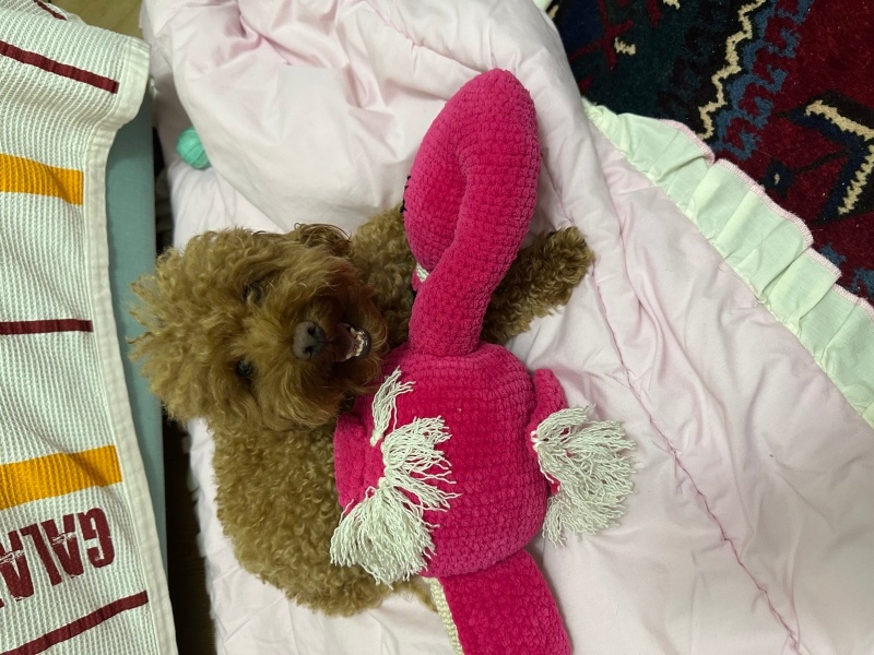 Poodle (Minyatür Kaniş), Köpek  Uzay fotoğrafı