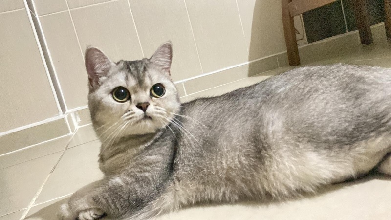 British Shorthair, Kedi  Yumak fotoğrafı