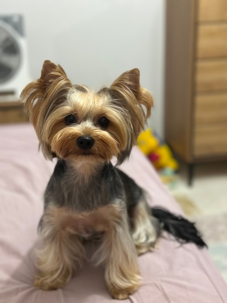 Yorkshire Terrier, Köpek  Minnoş fotoğrafı