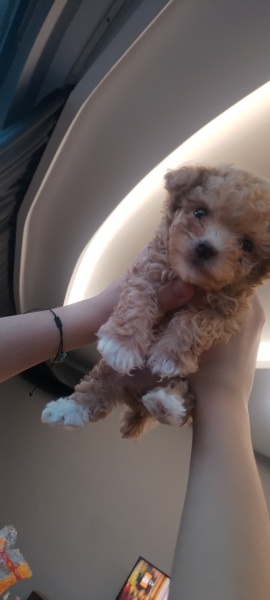 Poodle (Minyatür Kaniş), Köpek  Donex fotoğrafı
