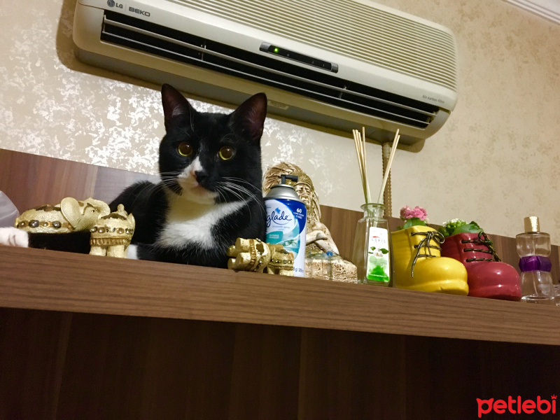 Tuxedo (Smokin) Kedi, Kedi  Mars fotoğrafı