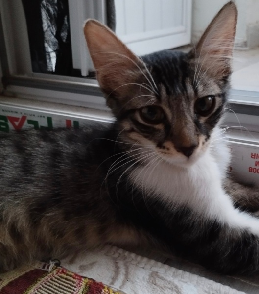 Tekir Kedi, Kedi  Kirli fotoğrafı