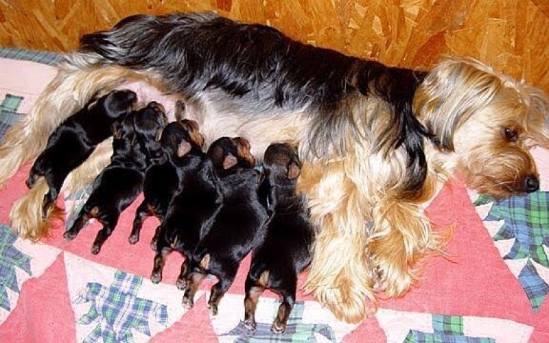 Yorkshire Terrier, Köpek  Yavrular fotoğrafı