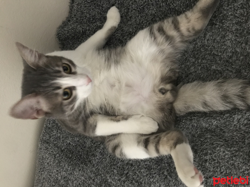 Tekir Kedi, Kedi  Junior fotoğrafı