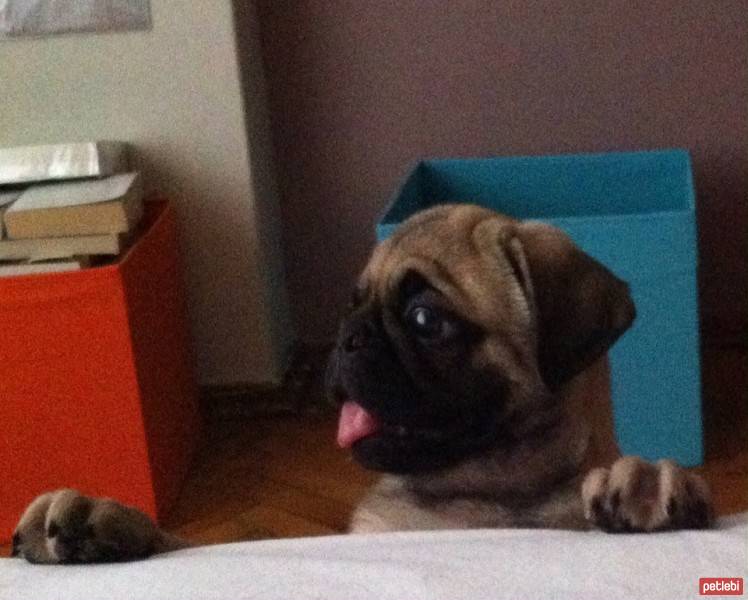 Pug, Köpek  Balım fotoğrafı