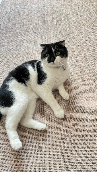 Scottish Fold, Kedi  Yumak fotoğrafı