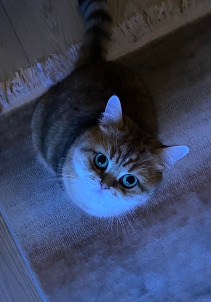 British Shorthair, Kedi  Pasta fotoğrafı