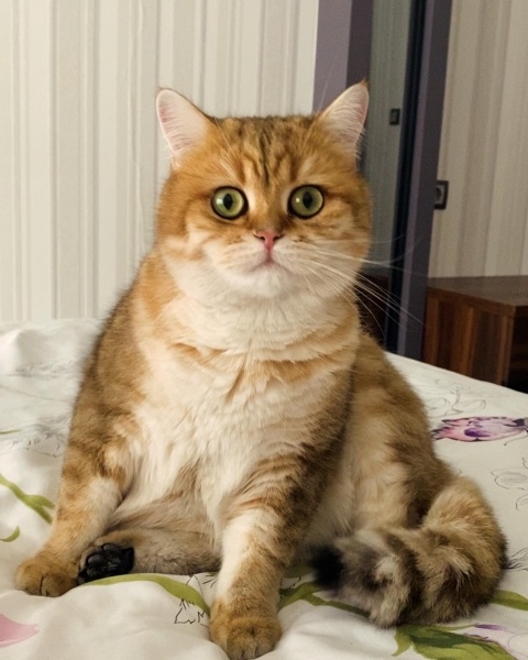 British Shorthair, Kedi  Pasta fotoğrafı