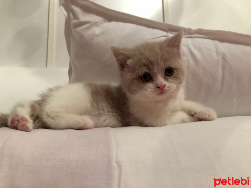 British Shorthair, Kedi  Angel fotoğrafı