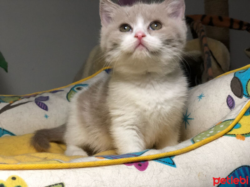 British Shorthair, Kedi  Angel fotoğrafı