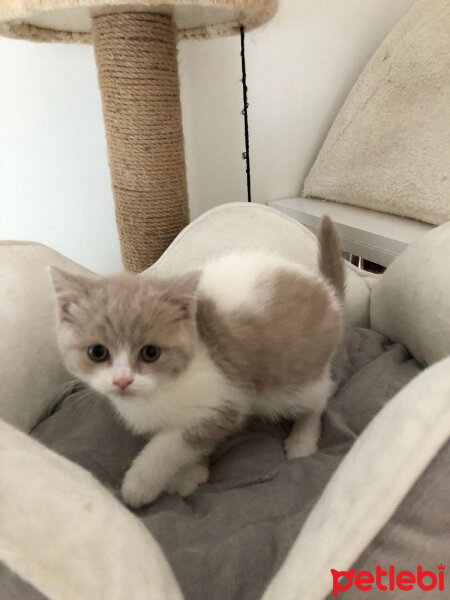 British Shorthair, Kedi  Angel fotoğrafı