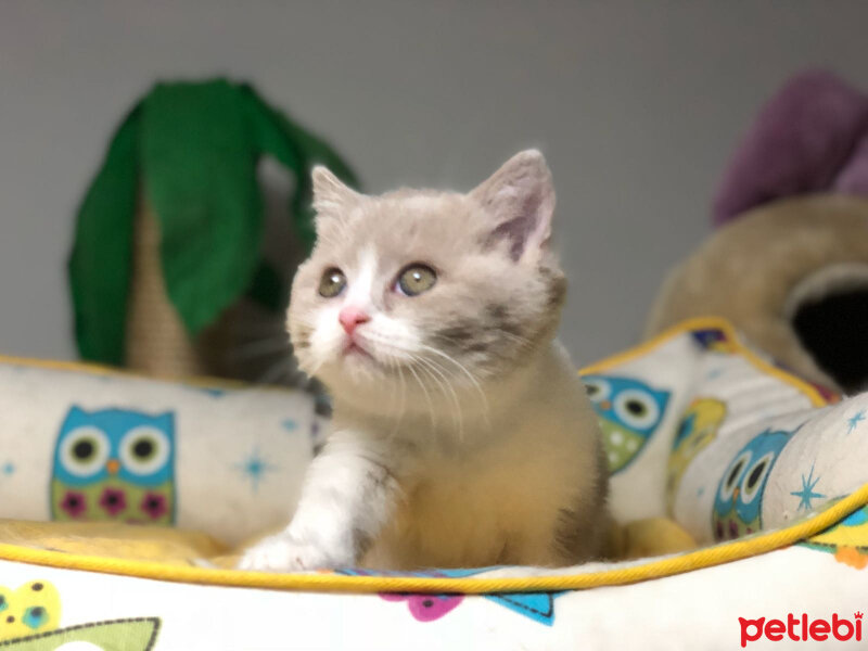 British Shorthair, Kedi  Angel fotoğrafı