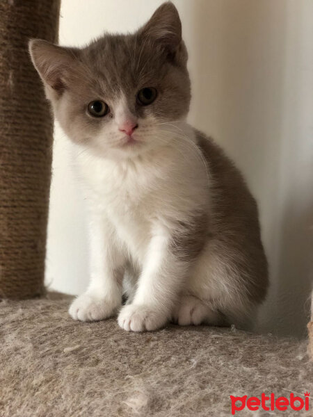 British Shorthair, Kedi  Angel fotoğrafı