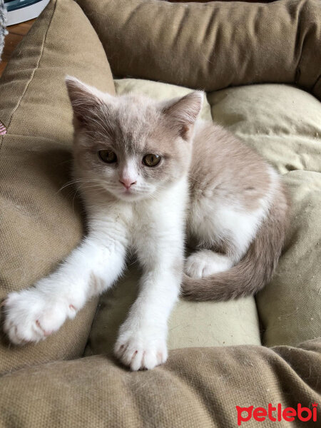 British Shorthair, Kedi  Angel fotoğrafı