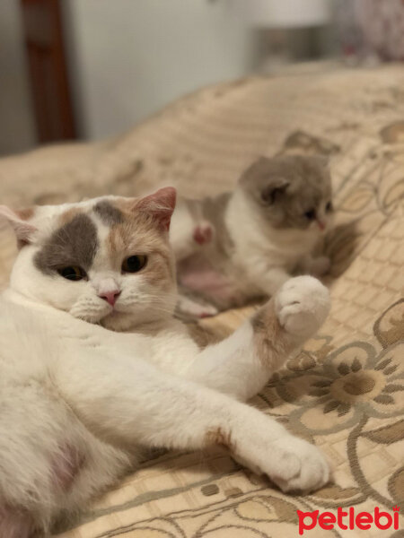 British Shorthair, Kedi  Angel fotoğrafı